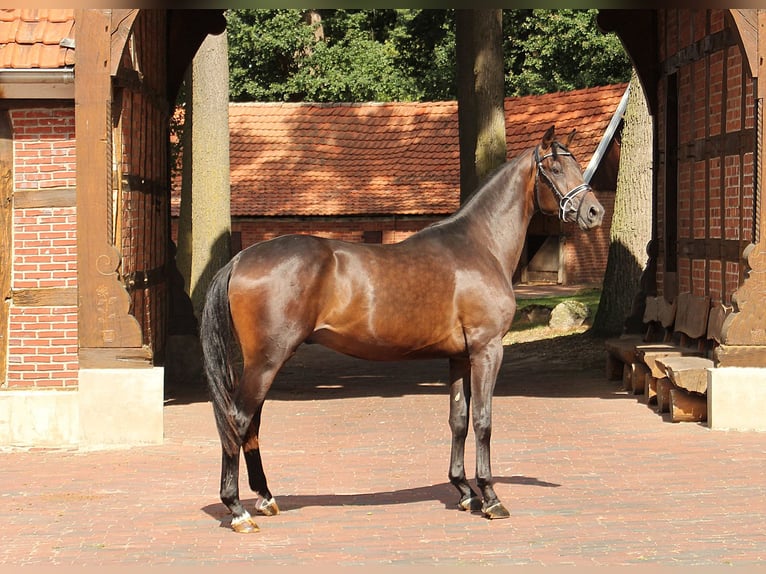 Hanoverian Stallion 2 years in Neuenkirchen-V&#xF6;rden