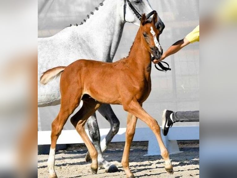 Hanoverian Stallion 2 years Gray-Red-Tan in Wetschen