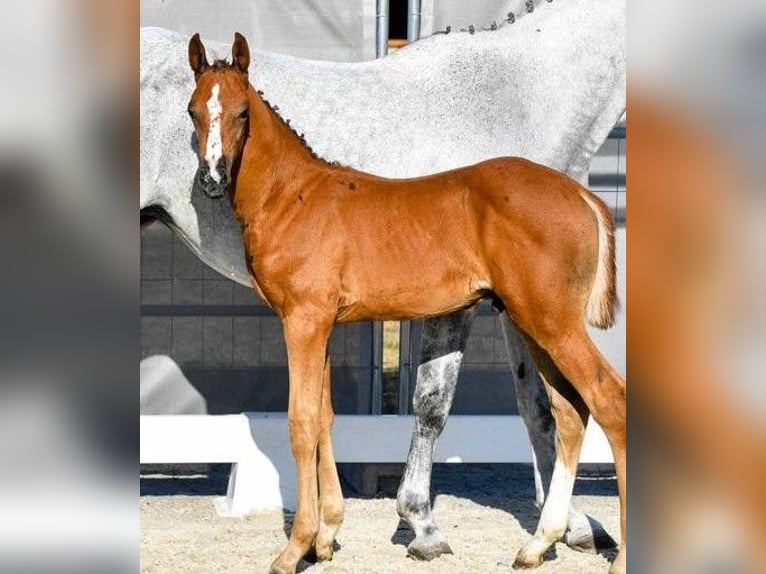 Hanoverian Stallion 2 years Gray-Red-Tan in Wetschen