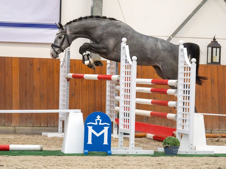 Hanoverian Stallion 2 years Gray in Rostock