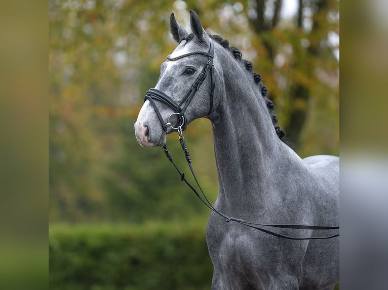 Hanoverian Stallion 2 years Gray in Rostock