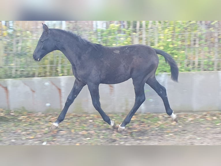 Hanoverian Stallion 2 years Gray in Wedemark