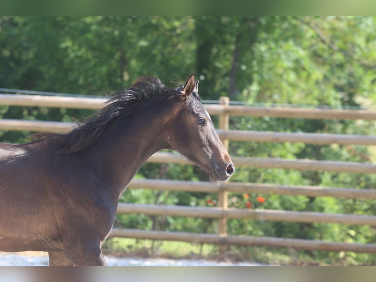 Hanoverian Stallion 2 years Smoky-Black in Elevage des Baïsses