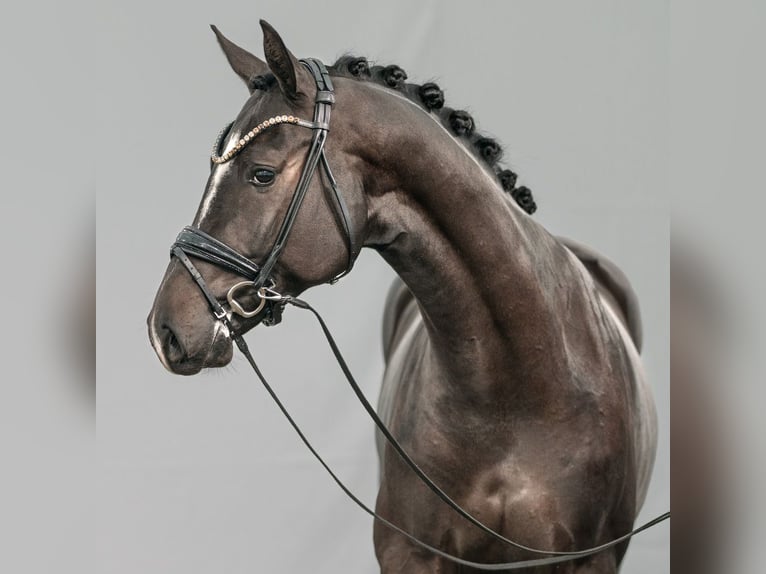 Hanoverian Stallion 2 years Smoky-Black in Münster-Handorf