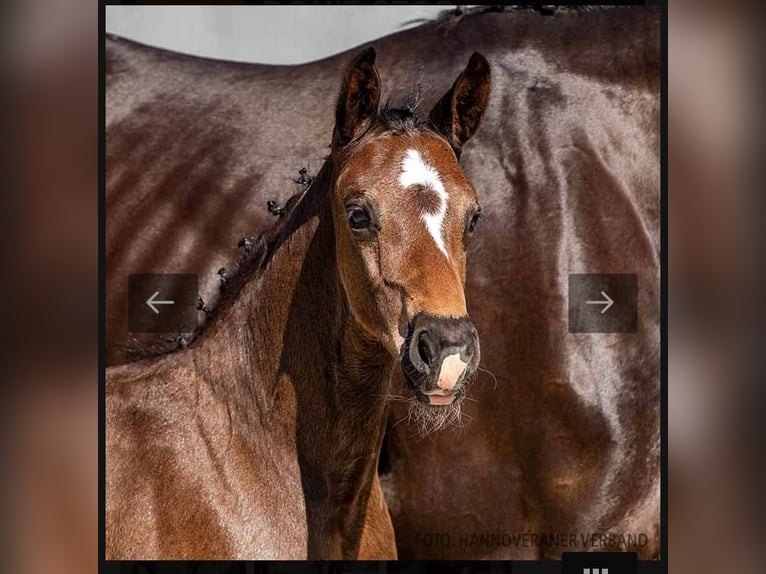 Hanoverian Stallion 2 years Smoky-Black in Wetschen