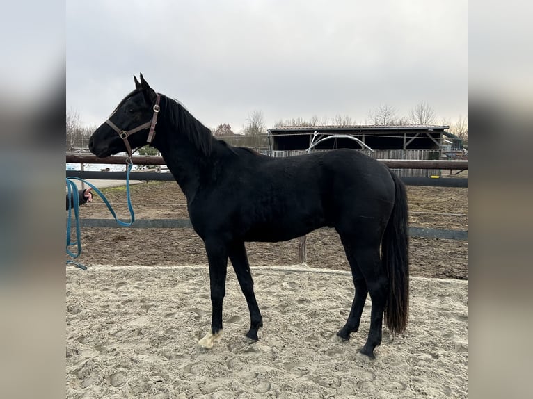 Hanoverian Stallion 3 years 15.2 hh Black in Wolfsburg