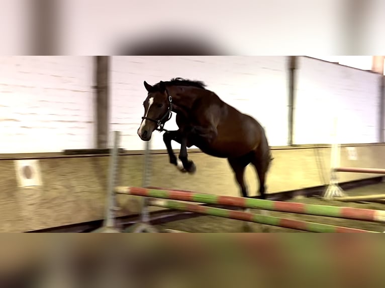 Hanoverian Stallion 3 years 15,2 hh Brown in Wahlstedt