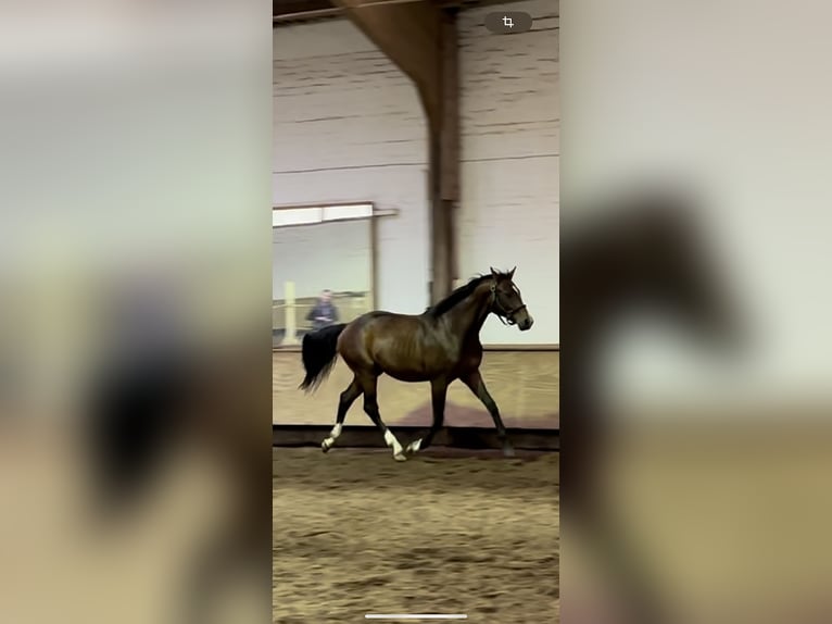 Hanoverian Stallion 3 years 15,2 hh Brown in Wahlstedt