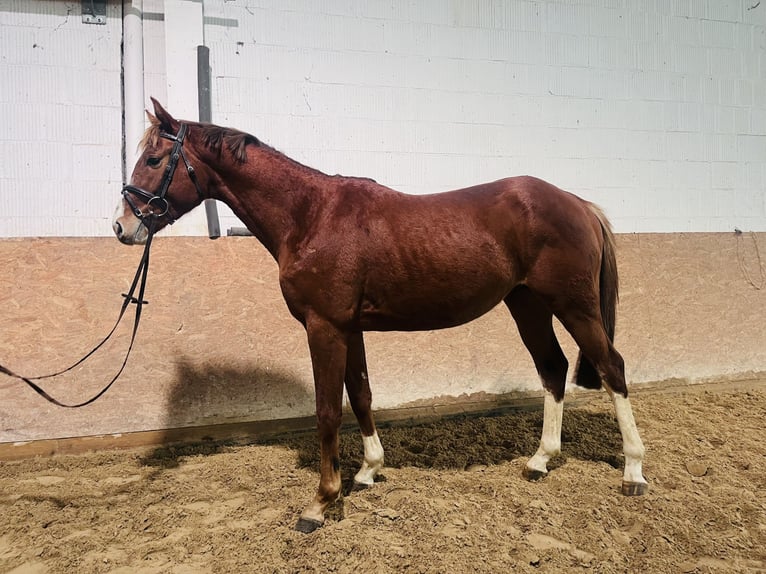 Hanoverian Stallion 3 years 15,2 hh Chestnut-Red in Friedland