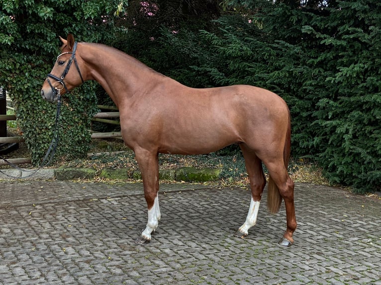 Hanoverian Stallion 3 years 15.3 hh Chestnut in Lutter am Barenberge