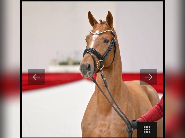 Hanoverian Stallion 3 years 15.3 hh Chestnut in Lutter am Barenberge