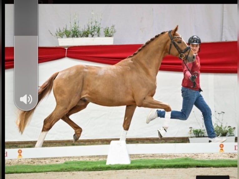 Hanoverian Stallion 3 years 15.3 hh Chestnut in Lutter am Barenberge