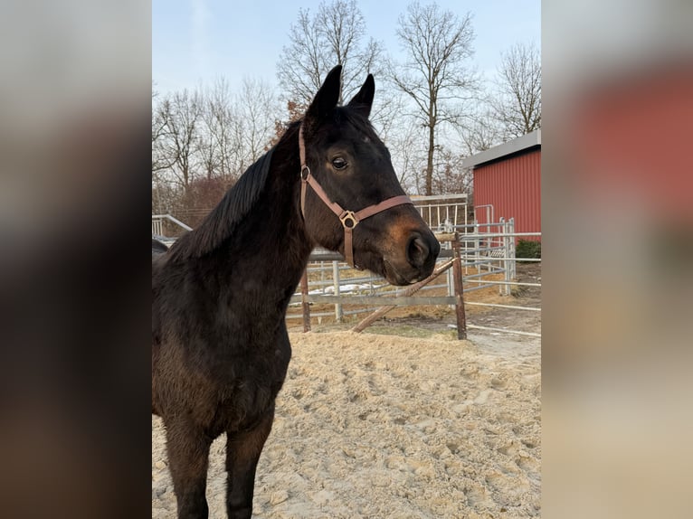 Hanoverian Stallion 3 years 15,2 hh Bay-Dark in Wolfsburg