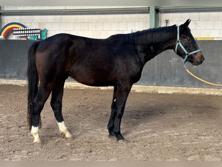 Hanoverian Stallion 3 years 15,2 hh Bay-Dark in Wolfsburg
