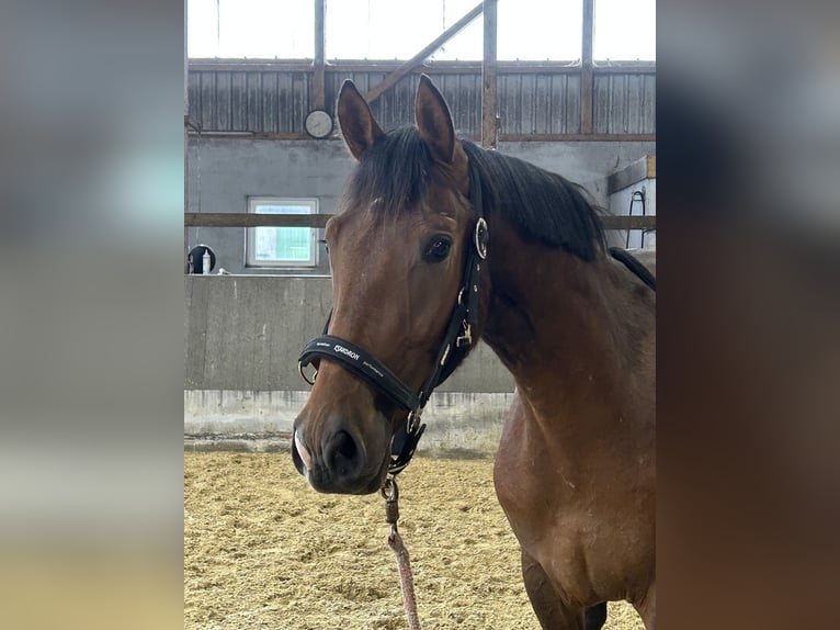 Hanoverian Stallion 3 years 15,3 hh Brown in Neuhaus an der Oste