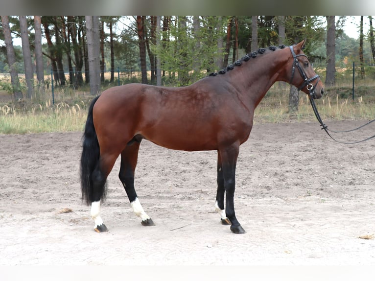 Hanoverian Stallion 3 years 16.1 hh Bay-Dark in Celle