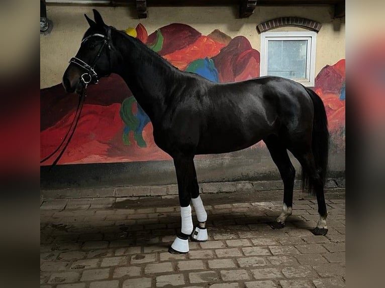 Hanoverian Stallion 3 years 16,1 hh Bay-Dark in Viöl