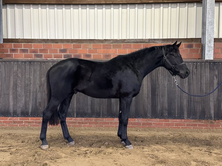 Hanoverian Stallion 3 years 16,1 hh Black in Wettrup