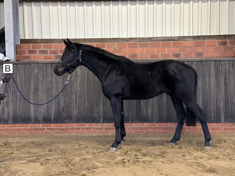 Hanoverian Stallion 3 years 16,1 hh Black in Wettrup