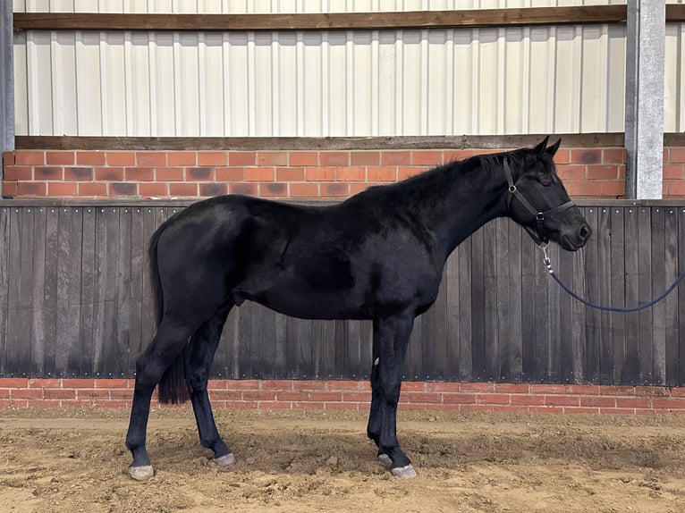 Hanoverian Stallion 3 years 16,1 hh Black in Wettrup