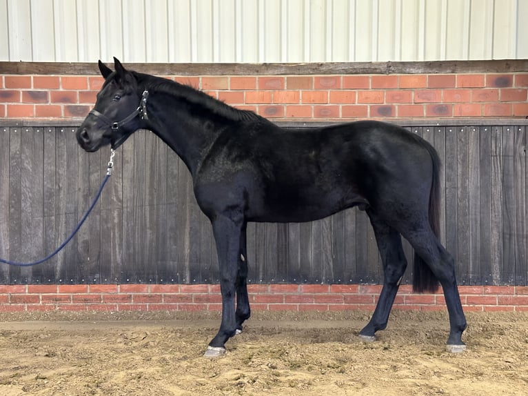 Hanoverian Stallion 3 years 16,1 hh Black in Wettrup