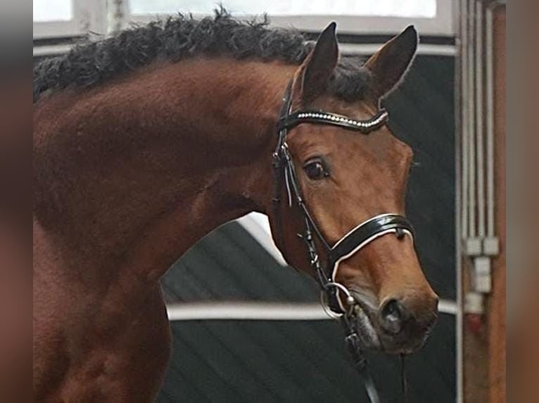 Hanoverian Stallion 3 years 16,1 hh Brown in Bawinkel