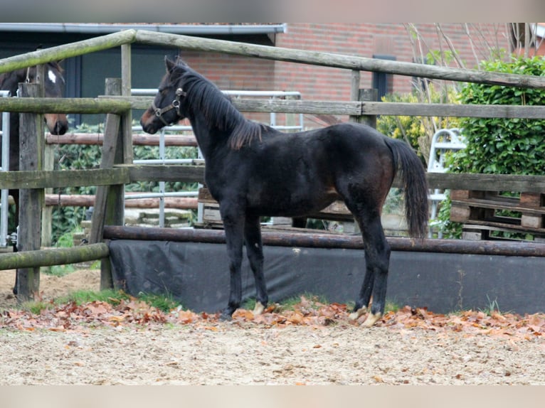 Hanoverian Stallion 3 years 16,1 hh Brown in Kutenholz
