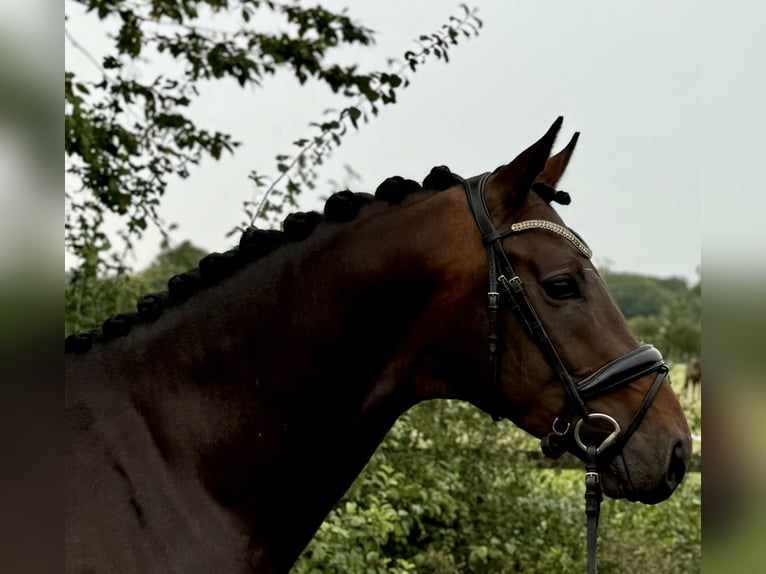 Hanoverian Stallion 3 years 16,1 hh Brown in Münster