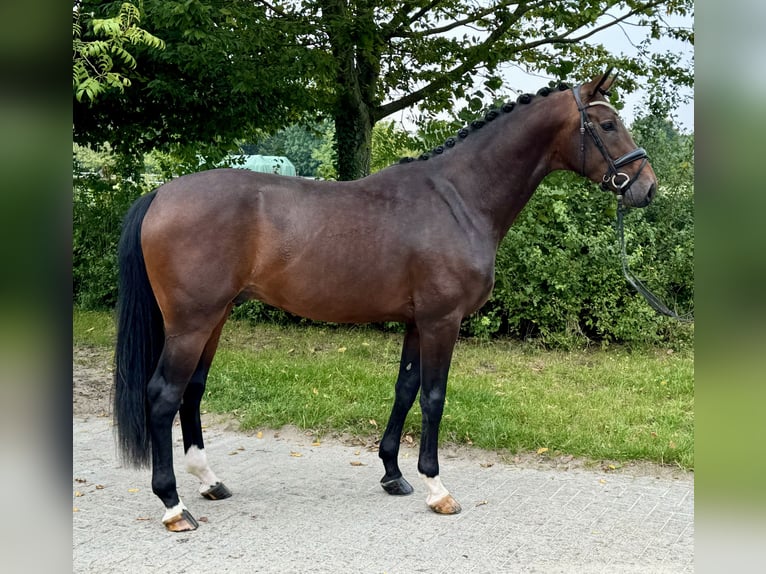 Hanoverian Stallion 3 years 16,1 hh Brown in Münster