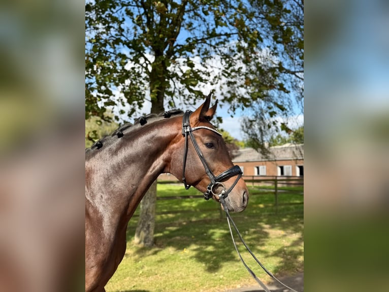 Hanoverian Stallion 3 years 16.1 hh Brown in Weyhe