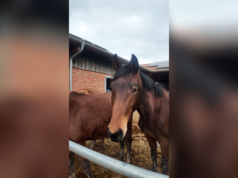 Hanoverian Stallion 3 years 16,1 hh Brown in Dorsten