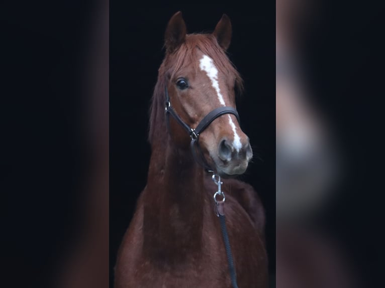 Hanoverian Stallion 3 years 16,1 hh Chestnut in Deinstedt