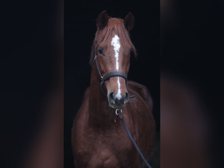 Hanoverian Stallion 3 years 16,1 hh Chestnut in Deinstedt
