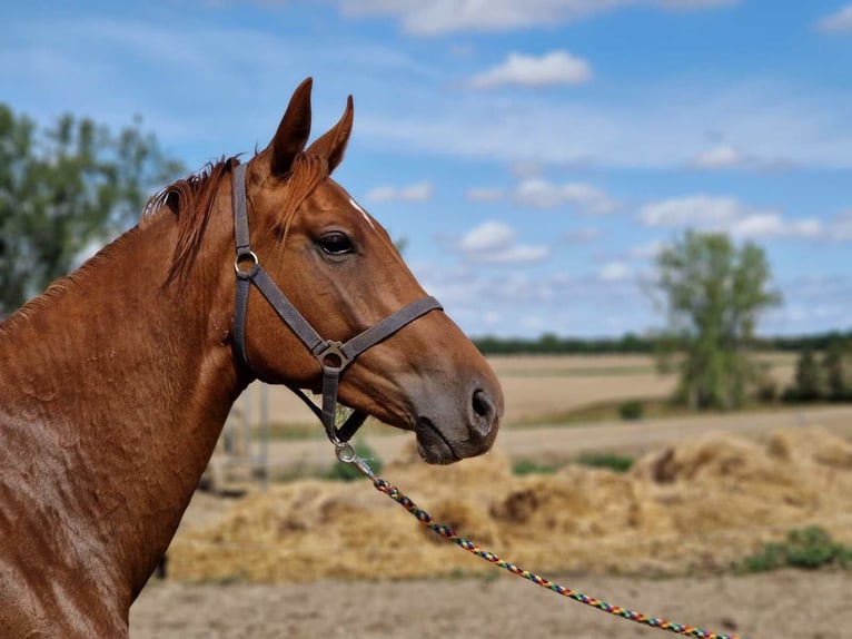Hanoverian Stallion 3 years 16,1 hh Chestnut-Red in Magdeburg