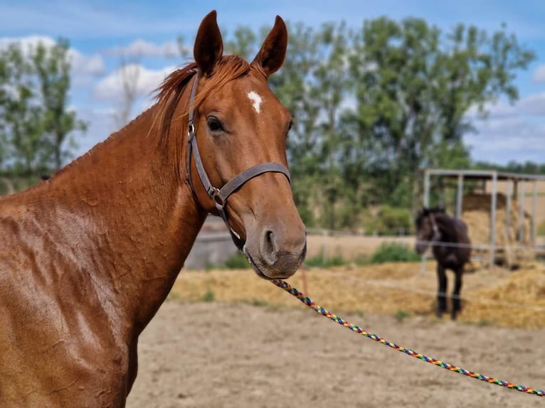 Hanoverian Stallion 3 years 16,1 hh Chestnut-Red in Magdeburg