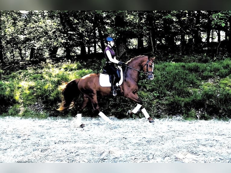 Hanoverian Stallion 3 years 16,1 hh Chestnut-Red in Wetter (Ruhr)