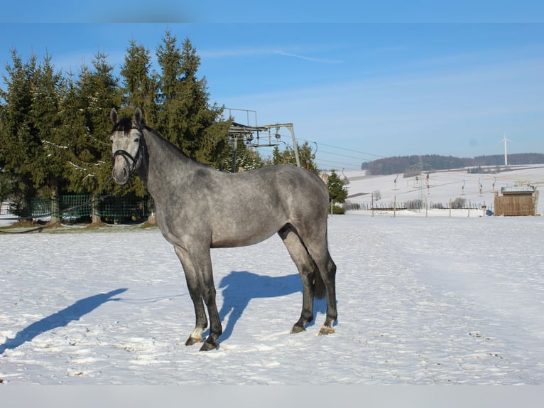 Hanoverian Stallion 3 years 16,1 hh Gray-Dark-Tan in Westerheim