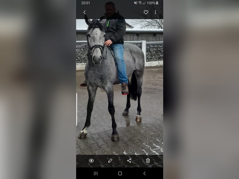 Hanoverian Stallion 3 years 16,1 hh Gray-Dark-Tan in Westerheim