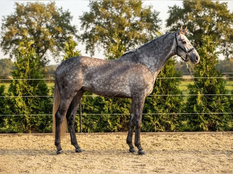 Hanoverian Stallion 3 years 16.1 hh Grey-Dapple in Kosice