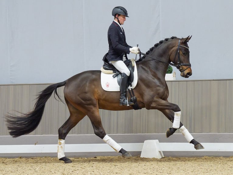 Hanoverian Stallion 3 years 16,2 hh Bay-Dark in M&#xFC;nster-Handorf