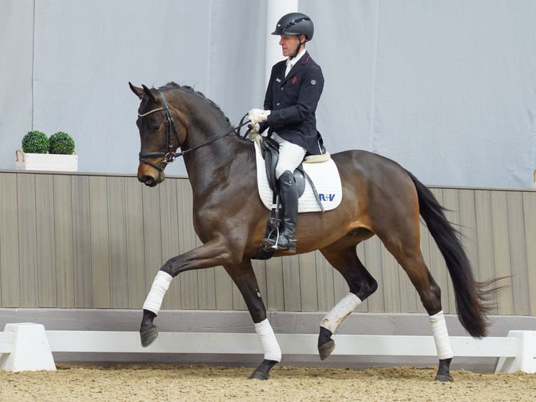 Hanoverian Stallion 3 years 16,2 hh Bay-Dark in M&#xFC;nster-Handorf