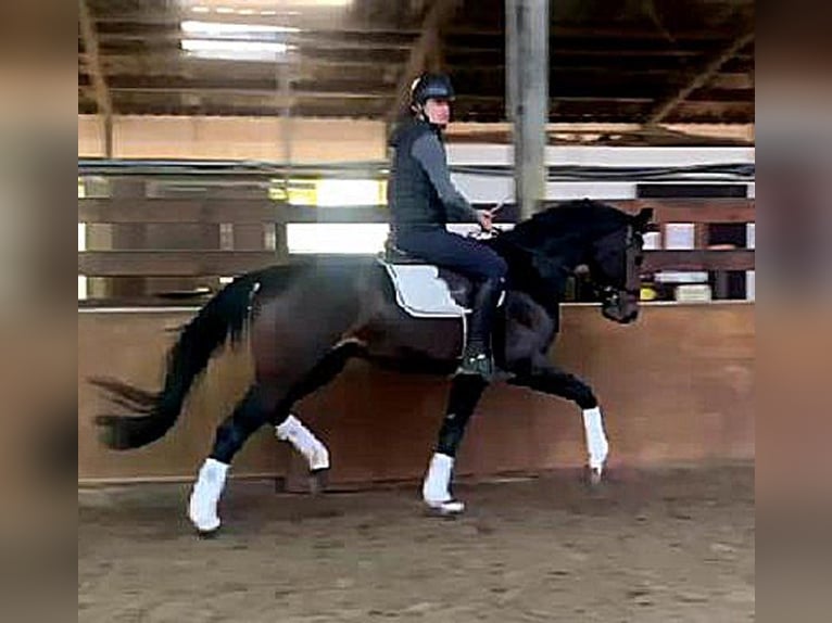 Hanoverian Stallion 3 years 16,2 hh Bay-Dark in Visbek