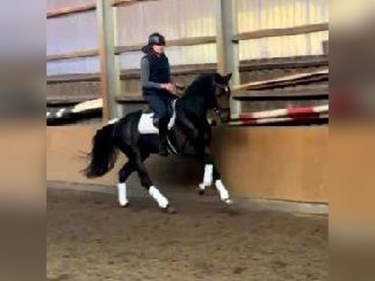 Hanoverian Stallion 3 years 16,2 hh Bay-Dark in Visbek