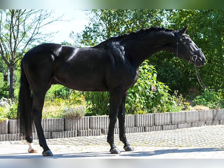 Hanoverian Stallion 3 years 16,2 hh Black in Gelenau/Erzgebirge
