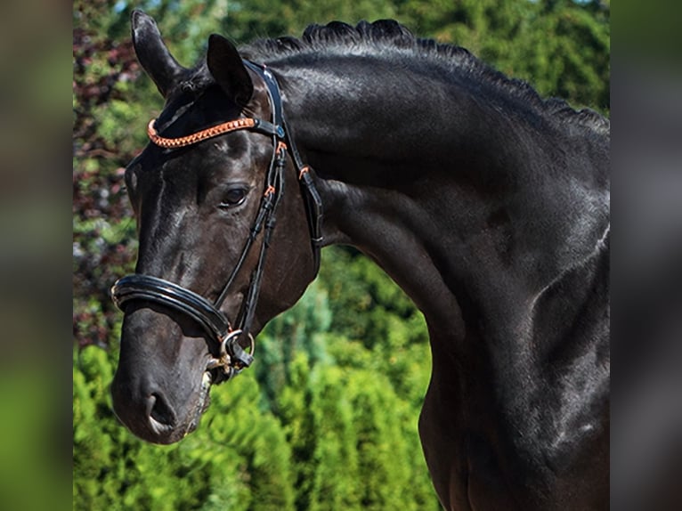 Hanoverian Stallion 3 years 16,2 hh Black in Gelenau/Erzgebirge
