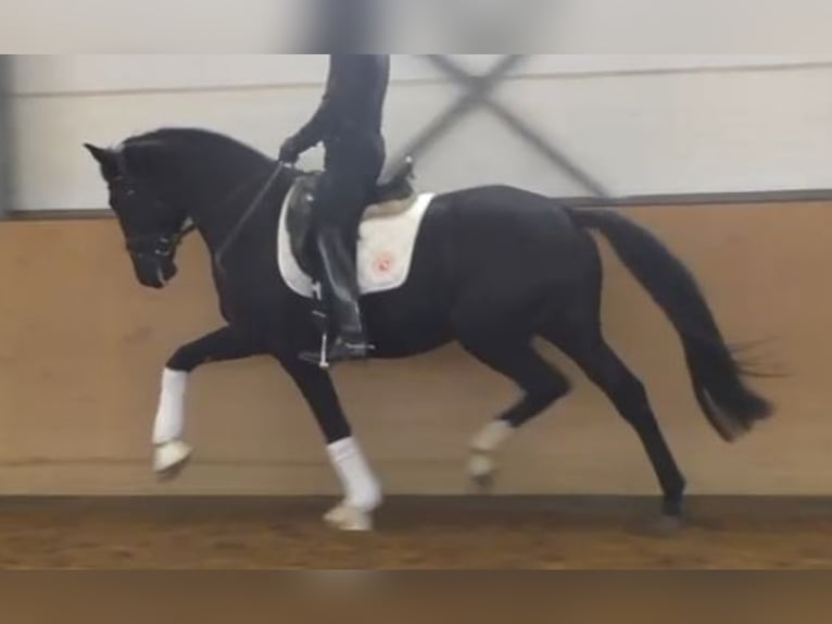Hanoverian Stallion 3 years 16.2 hh Black in Herren-Sulzbach
