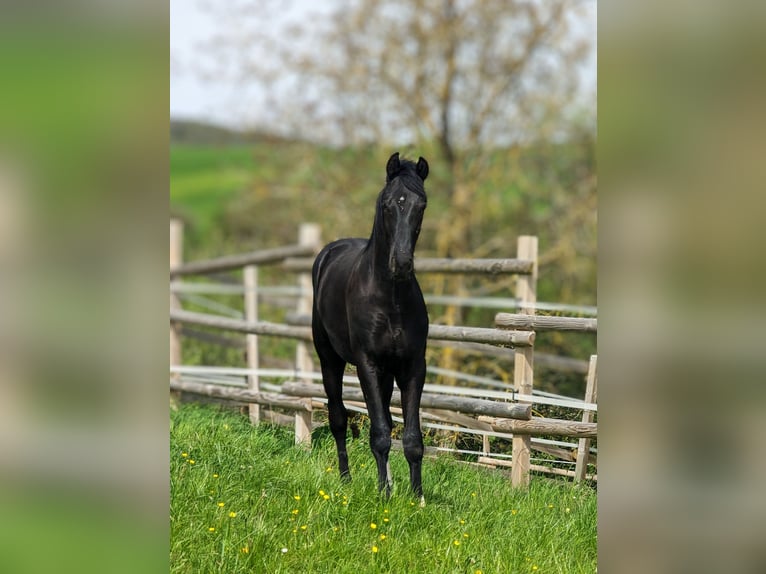 Hanoverian Stallion 3 years 16.2 hh Black in Herren-Sulzbach