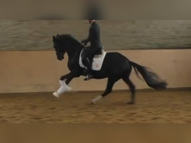 Hanoverian Stallion 3 years 16.2 hh Black in Herren-Sulzbach