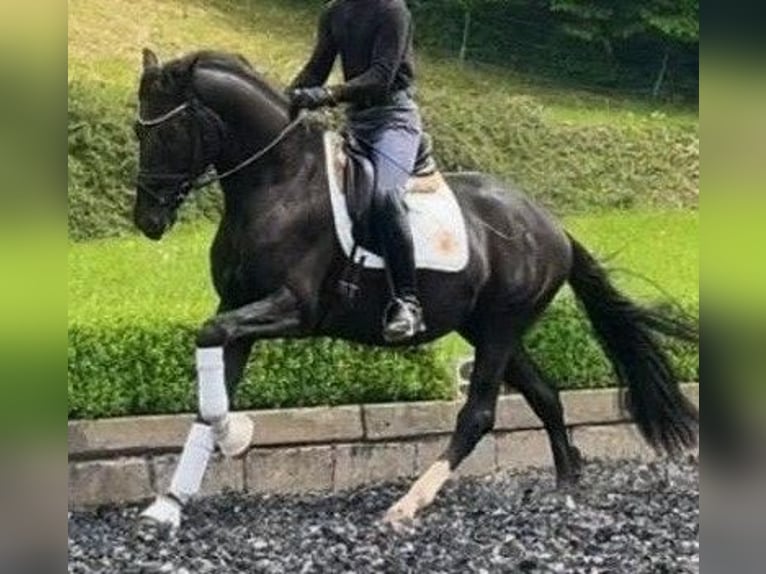 Hanoverian Stallion 3 years 16.2 hh Black in Herren-Sulzbach