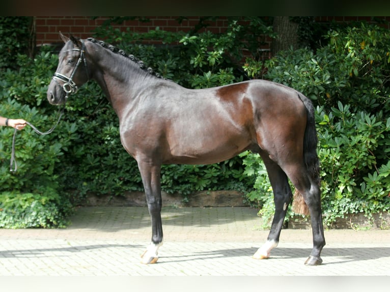 Hanoverian Stallion 3 years 16,2 hh Black in Kutenholz